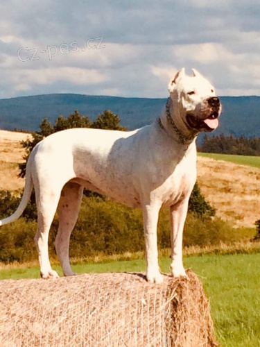 Argentinsk� doga �t�n�